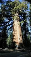 YosemiteRedWood2.jpg 6.9K