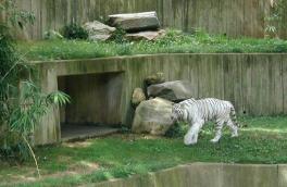 ZooWhiteTiger.jpg 10.6K